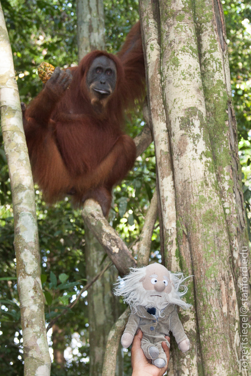orangutan and darwin